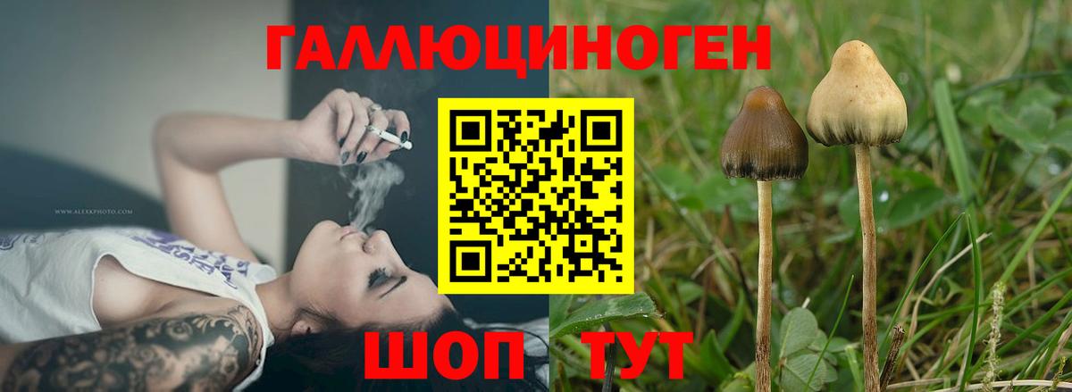 Владивосток  Галлюциногенные грибы прущие грибы  Вход с VPN  Галлюциногенные грибы GOLDEN TEACHER 